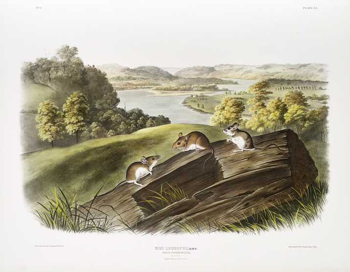 White-footed Mouse (Mus leucopus) from the viviparous quadrupeds of North America (1845) illustrated by John Woodhouse Audubon (1812-1862) White-footed Mouse (Mus leucopus) from the viviparous quadrupeds of North America (1845) illustrated by John Woodhouse…