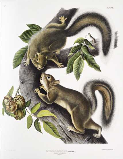 Hare Squirrel (Sciurus leporinus) from the viviparous quadrupeds of North America (1845) illustrated by John Woodhouse Audubon (1812-1862) Hare Squirrel (Sciurus leporinus) from the viviparous quadrupeds of North America (1845) illustrated by John Woodhouse…