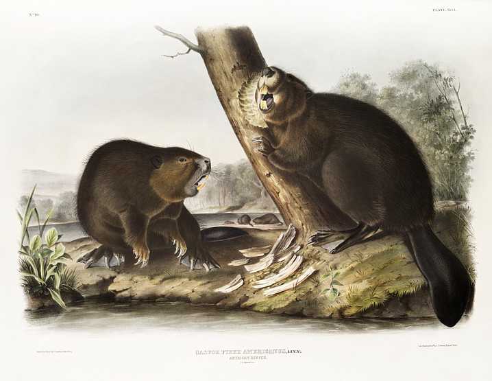 American Beaver (Castor fiber Americanus) from the viviparous quadrupeds of North America (1845) illustrated by John Woodhouse Audubon (1812-1862) American Beaver (Castor fiber Americanus) from the viviparous quadrupeds of North America (1845) illustrated by John…