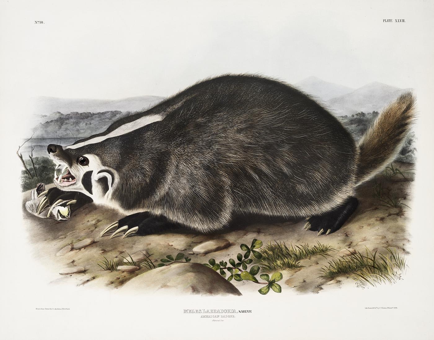American Badger (Meles Labradoria) from the viviparous quadrupeds of North America (1845) illustrated by John Woodhouse... American Badger (Meles Labradoria) from the viviparous quadrupeds of North America (1845) illustrated by John Woodhouse...