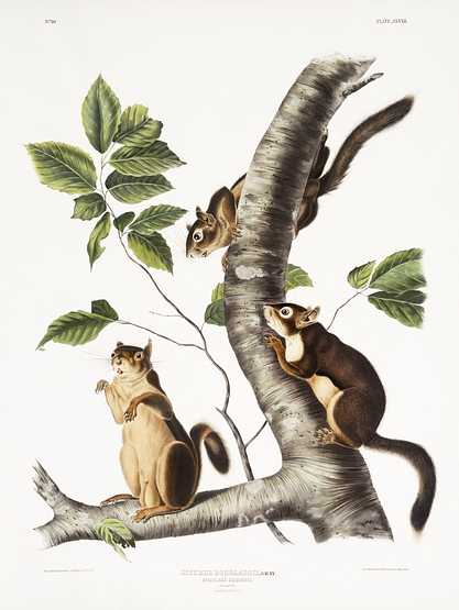 Douglass's Squirrel (Sciurus Douglassii) from the viviparous quadrupeds of North America (1845) illustrated by John Woodhouse Audubon (1812-1862) Douglass's Squirrel (Sciurus Douglassii) from the viviparous quadrupeds of North America (1845) illustrated by John Woodhouse…