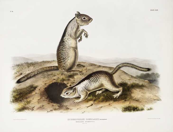Douglasse's Spermophile (Spermophilus Douglassii) from the viviparous quadrupeds of North America (1845) illustrated by John Woodhouse Audubon (1812-1862) Douglasse's Spermophile (Spermophilus Douglassii) from the viviparous quadrupeds of North America (1845) illustrated by John…