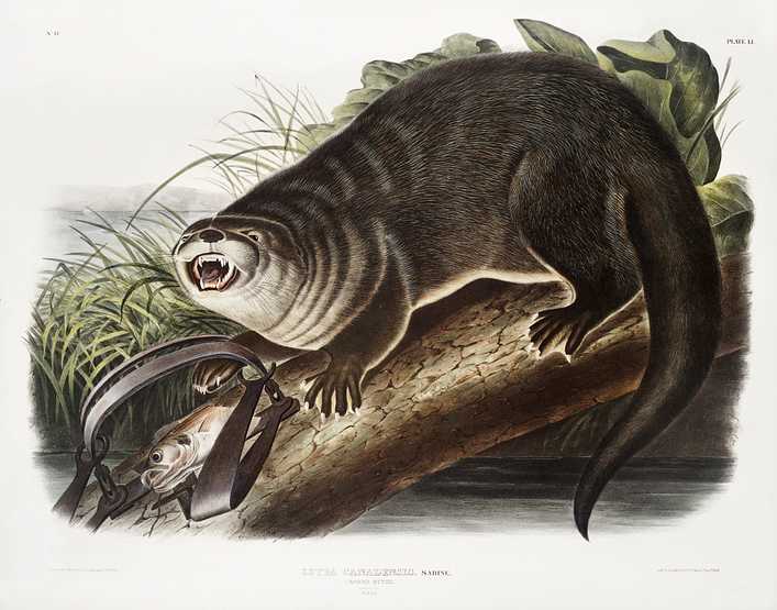 Canada Otter (Lutra Canadensis) from the viviparous quadrupeds of North America (1845) illustrated by John Woodhouse Audubon (1812-1862) Canada Otter (Lutra Canadensis) from the viviparous quadrupeds of North America (1845) illustrated by John Woodhouse Audubon…