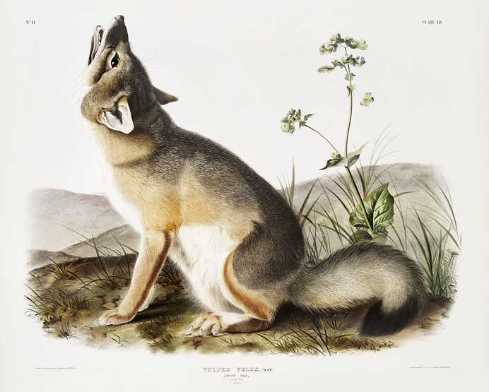 Swift Fox (Vulpes velox) from the viviparous quadrupeds of North America (1845) illustrated by John Woodhouse Audubon (1812-1862) Swift Fox (Vulpes velox) from the viviparous quadrupeds of North America (1845) illustrated by John Woodhouse Audubon (1812…