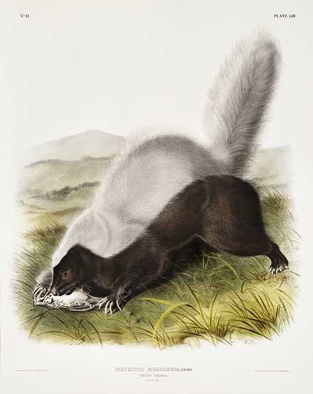 Texan Skunk (Mephitis mesoleuca) from the viviparous quadrupeds of North America (1845) illustrated by John Woodhouse Audubon (1812-1862) Texan Skunk (Mephitis mesoleuca) from the viviparous quadrupeds of North America (1845) illustrated by John Woodhouse Audubon…