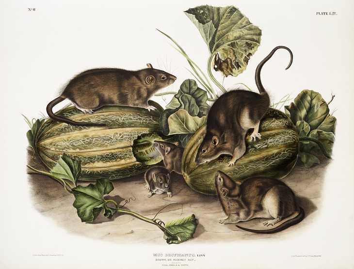 Brown rat, or Norway rat (Mus decumanus) from the viviparous quadrupeds of North America (1845) illustrated by John Woodhouse Audubon (1812-1862) Brown rat, or Norway rat (Mus decumanus) from the viviparous quadrupeds of North America (1845) illustrated by John Woodhouse…