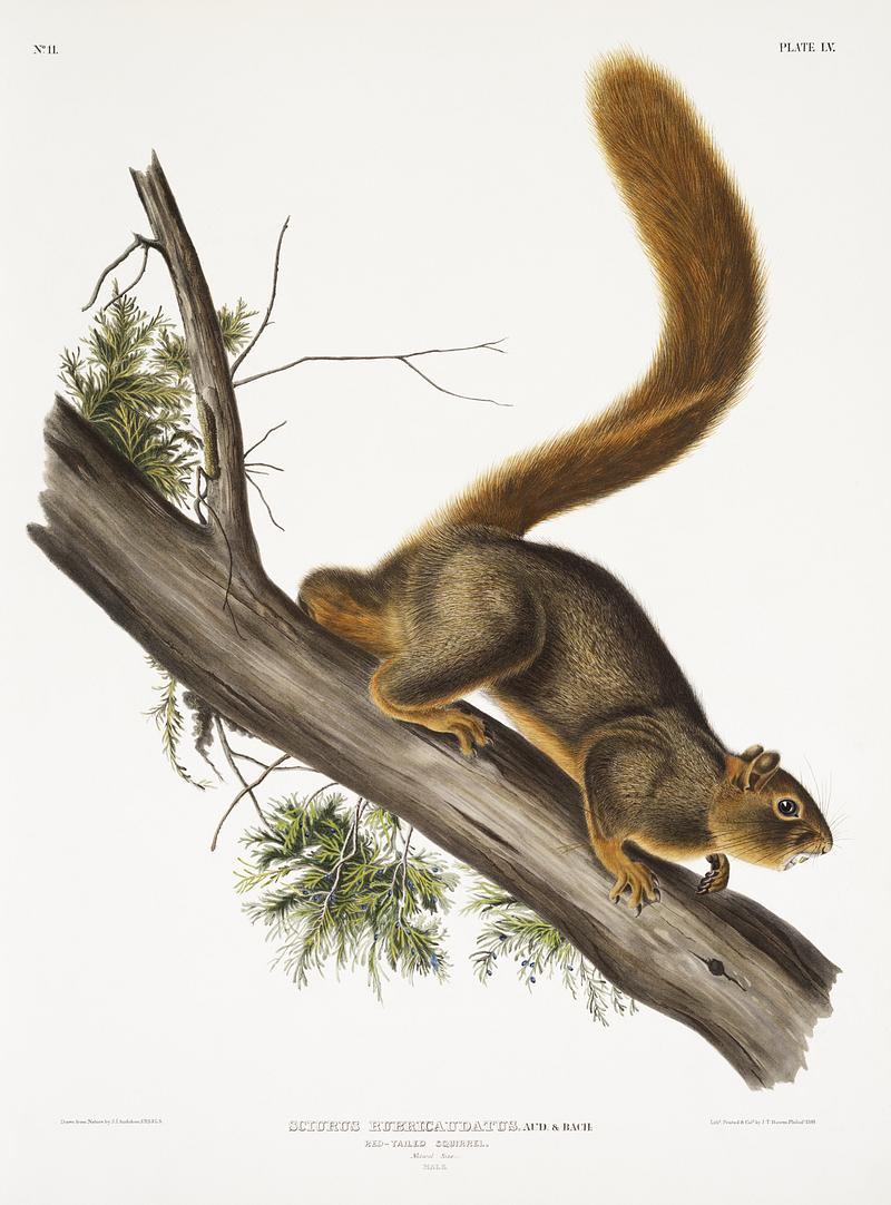 Red-tailed Squirrel (Sciurus rubricaudatus) from the viviparous quadrupeds of North America (1845) illustrated by John Woodhouse Audubon (1812-1862). Original from The New York Public Library. Digitally enhanced by rawpixel. Red-tailed Squirrel (Sciurus rubricaudatus) from the viviparous quadrupeds of North America (1845) illustrated by John…