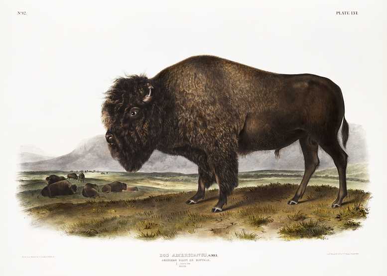 American Bison (Bos Americanus) from the viviparous quadrupeds of North America (1845) illustrated by John Woodhouse Audubon (1812-1862) American Bison (Bos Americanus) from the viviparous quadrupeds of North America (1845) illustrated by John Woodhouse Audubon…