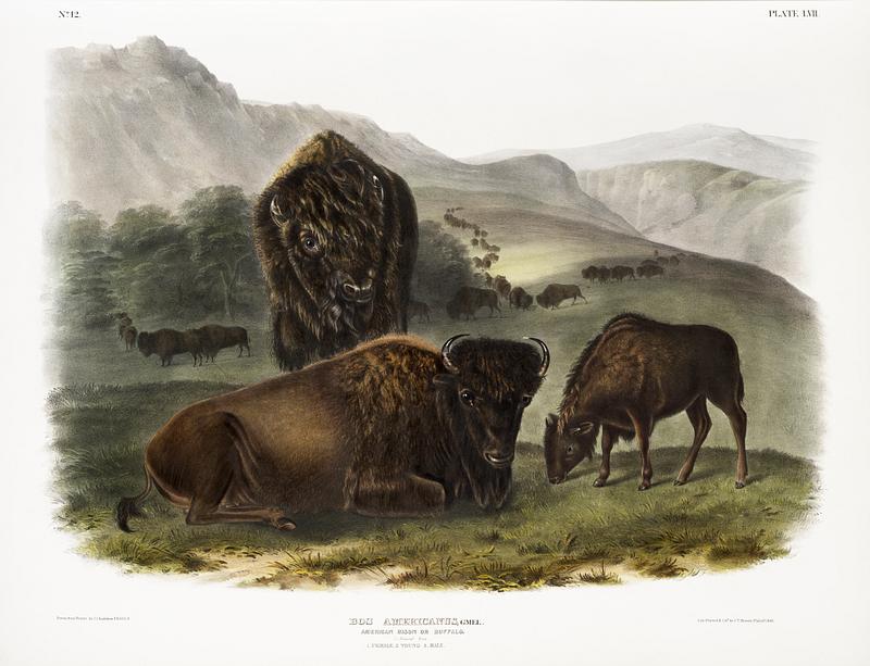 American Bison (Bos Americanus) from the viviparous quadrupeds of North America (1845) illustrated by John Woodhouse Audubon (1812-1862). Original from The New York Public Library. Digitally enhanced by rawpixel. American Bison (Bos Americanus) from the viviparous quadrupeds of North America (1845) illustrated by John Woodhouse Audubon…