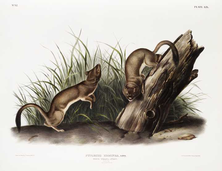 White Weasel, Stoat (Puttorius ermninea) from the viviparous quadrupeds of North America (1845) illustrated by John Woodhouse Audubon (1812-1862) White Weasel, Stoat (Puttorius ermninea) from the viviparous quadrupeds of North America (1845) illustrated by John Woodhouse…