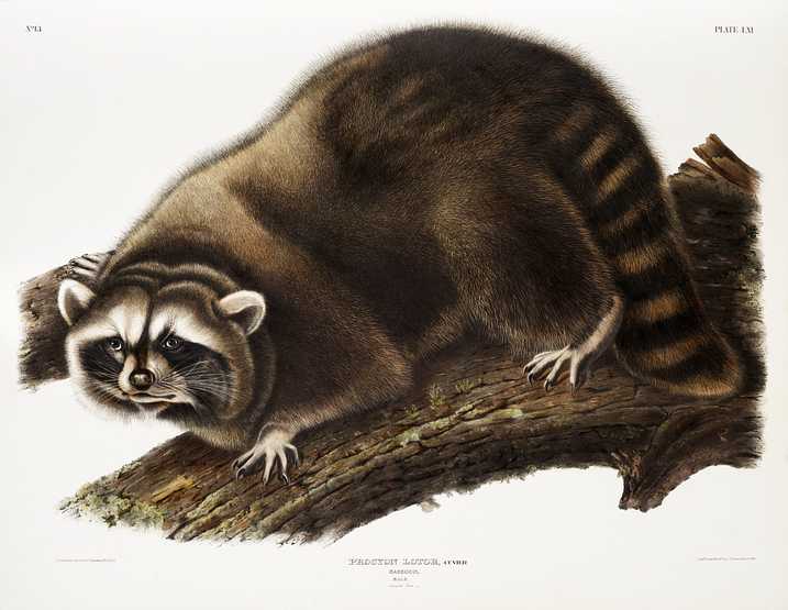 Raccoon (Procyon lotor) from the viviparous quadrupeds of North America (1845) illustrated by John Woodhouse Audubon (1812-1862) Raccoon (Procyon lotor) from the viviparous quadrupeds of North America (1845) illustrated by John Woodhouse Audubon (1812…