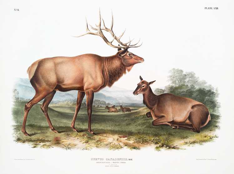 American Elk (Cervus Canadensis) from the viviparous quadrupeds of North America (1845) illustrated by John Woodhouse Audubon (1812-1862) American Elk (Cervus Canadensis) from the viviparous quadrupeds of North America (1845) illustrated by John Woodhouse Audubon…