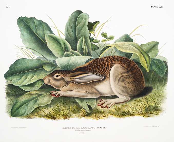 Black-tailed Hare (Lepus negricaudatus) from the viviparous quadrupeds of North America (1845) illustrated by John Woodhouse Audubon (1812-1862) Black-tailed Hare (Lepus negricaudatus) from the viviparous quadrupeds of North America (1845) illustrated by John Woodhouse…