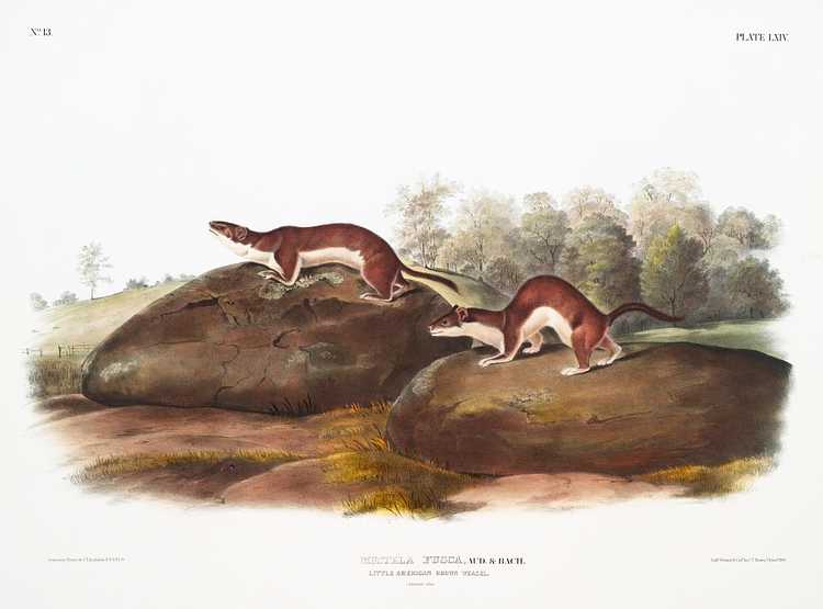 Little American Brown Weasel (Mustela fusca) from the viviparous quadrupeds of North America (1845) illustrated by John Woodhouse Audubon (1812-1862) Little American Brown Weasel (Mustela fusca) from the viviparous quadrupeds of North America (1845) illustrated by John…