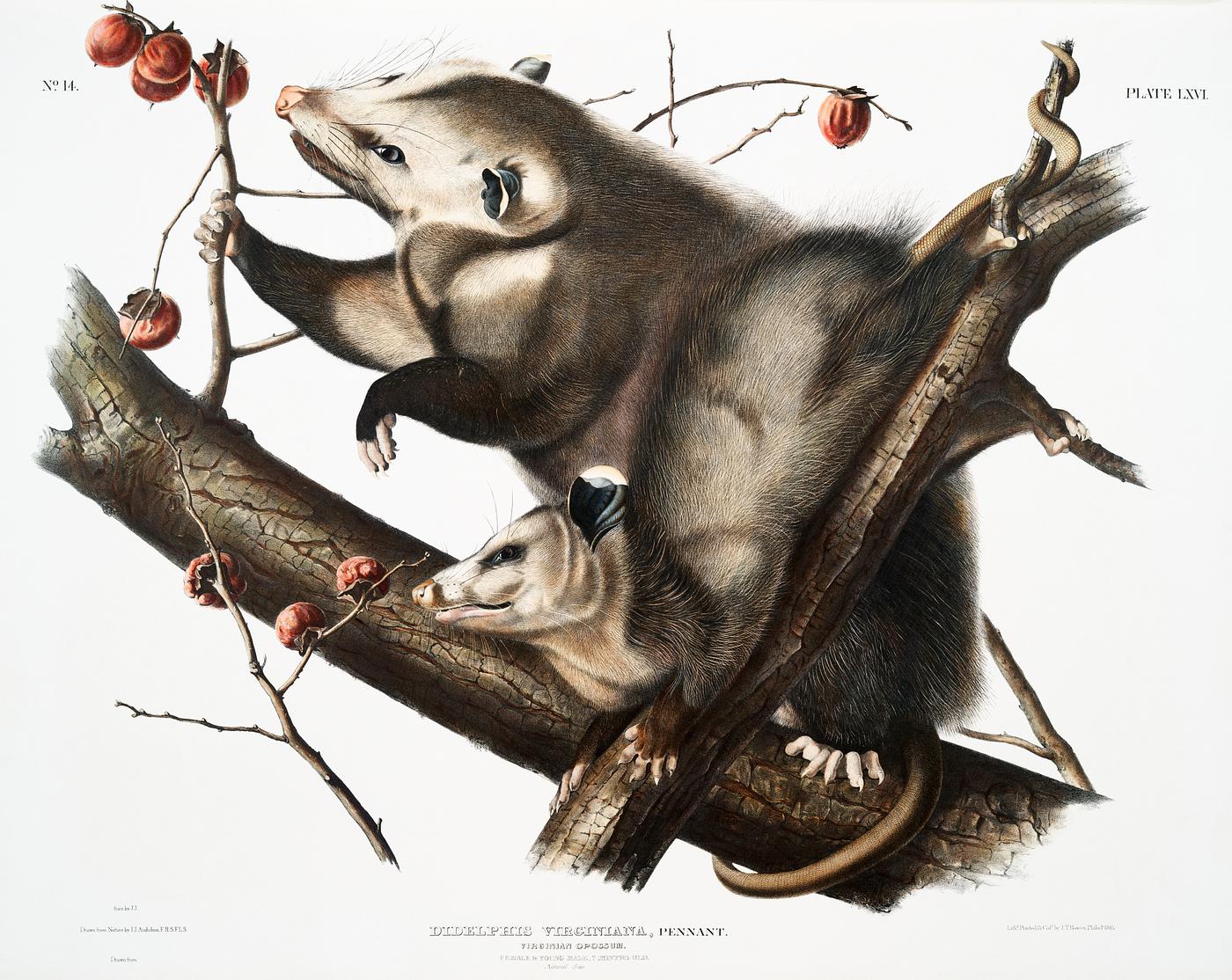 Virginian Opossum (Didelphis Virginiana) from the viviparous quadrupeds of North America (1845) illustrated by John... Virginian Opossum (Didelphis Virginiana) from the viviparous quadrupeds of North America (1845) illustrated by John...