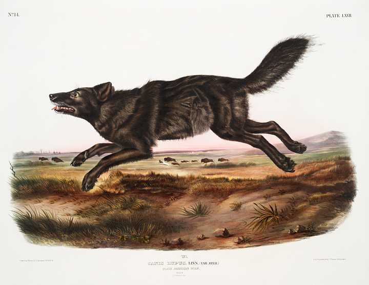 Black American Wolf (Canis lupus) from the viviparous quadrupeds of North America (1845) illustrated by John Woodhouse Audubon (1812-1862) Black American Wolf (Canis lupus) from the viviparous quadrupeds of North America (1845) illustrated by John Woodhouse…