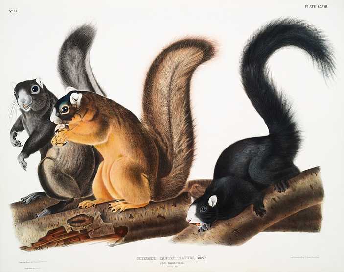 Fox Squirrel (Sciurus capistratus) from the viviparous quadrupeds of North America (1845) illustrated by John Woodhouse Audubon (1812-1862) Fox Squirrel (Sciurus capistratus) from the viviparous quadrupeds of North America (1845) illustrated by John Woodhouse…
