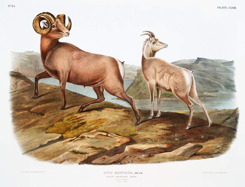 Rocky Mountain Sheep (Ovis montana) from the viviparous quadrupeds of North America (1845) illustrated by John Woodhouse Audubon (1812-1862). Original from The New York Public Library. Digitally enhanced by rawpixel. Rocky Mountain Sheep (Ovis montana) from the viviparous quadrupeds of North America (1845) illustrated by John Woodhouse…