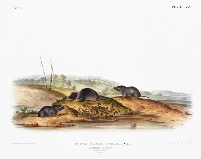 Carolina Shrew (Sorex Carolinensis) from the viviparous quadrupeds of North America (1845) illustrated by John Woodhouse Audubon (1812-1862) Carolina Shrew (Sorex Carolinensis) from the viviparous quadrupeds of North America (1845) illustrated by John Woodhouse…