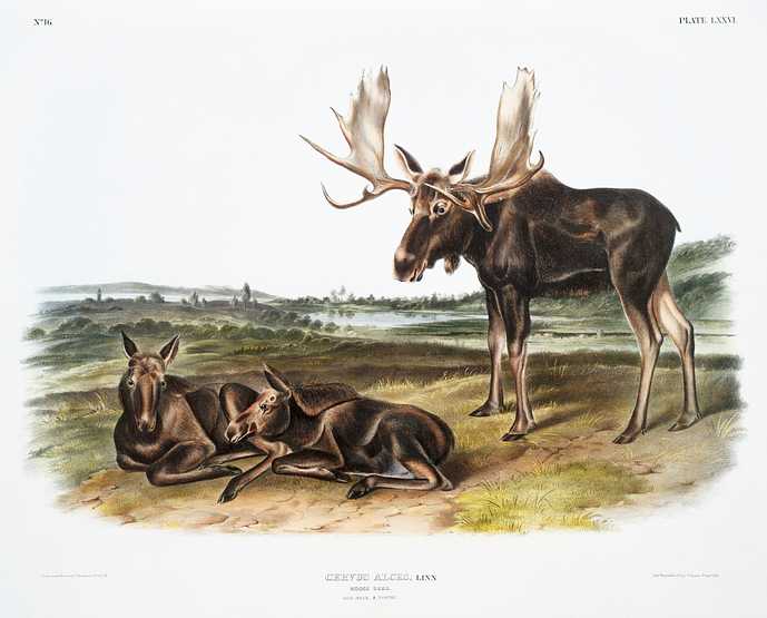 Moose Deer (Servus alces) from the viviparous quadrupeds of North America (1845) illustrated by John Woodhouse Audubon (1812-1862) Moose Deer (Servus alces) from the viviparous quadrupeds of North America (1845) illustrated by John Woodhouse Audubon (1812…