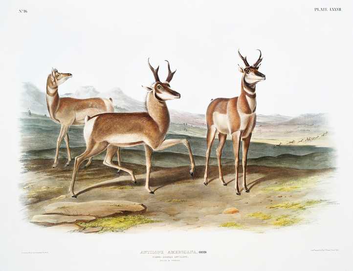 Prong-horned Antelope (Antilope Americana) from the viviparous quadrupeds of North America (1845) illustrated by John Woodhouse Audubon (1812-1862) Prong-horned Antelope (Antilope Americana) from the viviparous quadrupeds of North America (1845) illustrated by John…