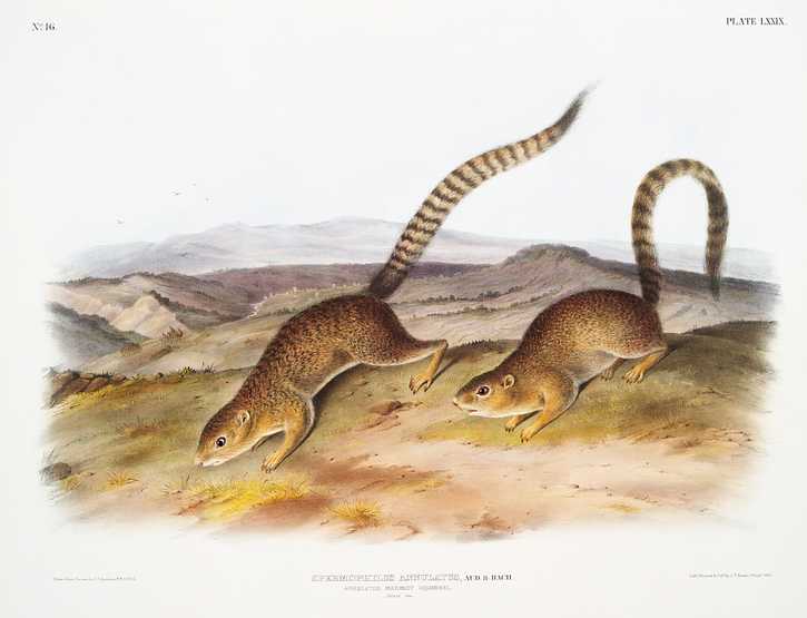 Annulated Marmot Squirrel (Spermophilus annulatus) from the viviparous quadrupeds of North America (1845) illustrated by John Woodhouse Audubon (1812-1862) Annulated Marmot Squirrel (Spermophilus annulatus) from the viviparous quadrupeds of North America (1845) illustrated by John…