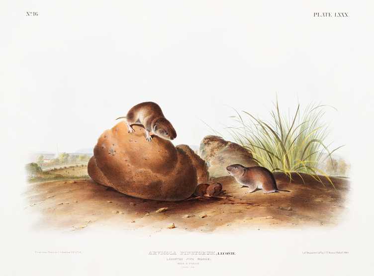 Lecontes Pine Mouse (Arvocola pinetorum) from the viviparous quadrupeds of North America (1845) illustrated by John Woodhouse Audubon (1812-1862) Lecontes Pine Mouse (Arvocola pinetorum) from the viviparous quadrupeds of North America (1845) illustrated by John Woodhouse…