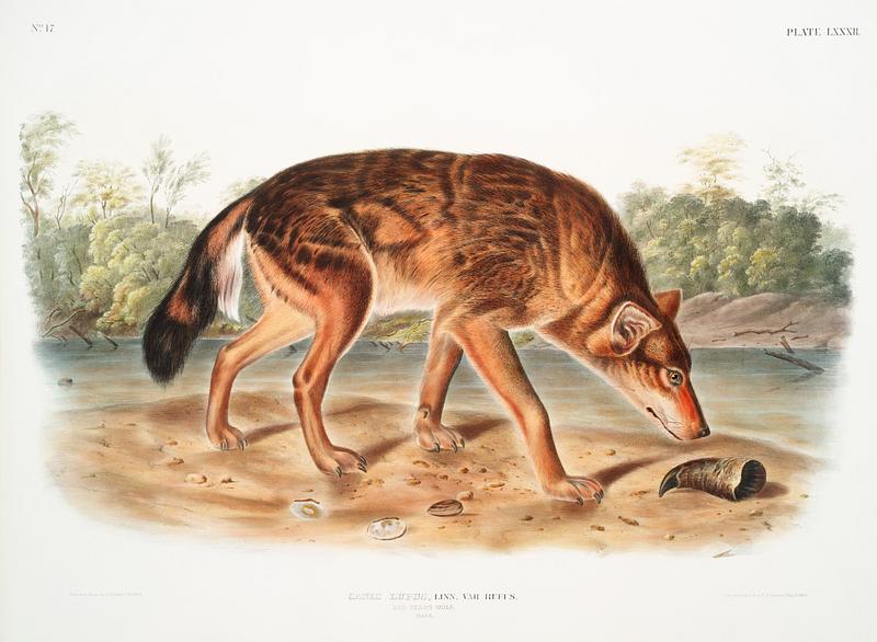 Red Texan Wolf (Canis lupus) from the viviparous quadrupeds of North America (1845) illustrated by John Woodhouse Audubon (1812-1862). Original from The New York Public Library. Digitally enhanced by rawpixel. Red Texan Wolf (Canis lupus) from the viviparous quadrupeds of North America (1845) illustrated by John Woodhouse Audubon…