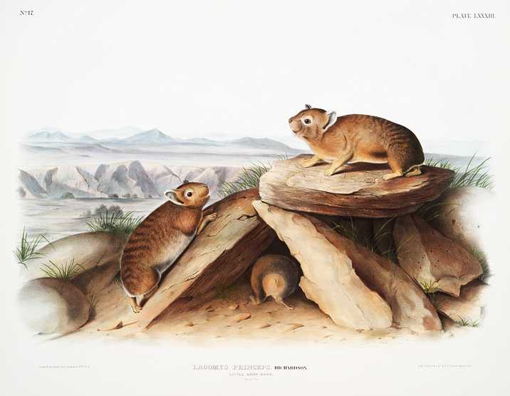 Little Chief Hare (Lagomys princeps) from the viviparous quadrupeds of North America (1845) illustrated by John Woodhouse Audubon (1812-1862) Little Chief Hare (Lagomys princeps) from the viviparous quadrupeds of North America (1845) illustrated by John Woodhouse…