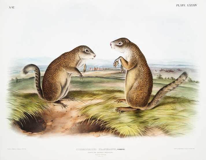 Franklin's Marmot Squirrel (Spermophilus Franklinii) from the viviparous quadrupeds of North America (1845) illustrated by John Woodhouse Audubon (1812-1862) Franklin's Marmot Squirrel (Spermophilus Franklinii) from the viviparous quadrupeds of North America (1845) illustrated by…