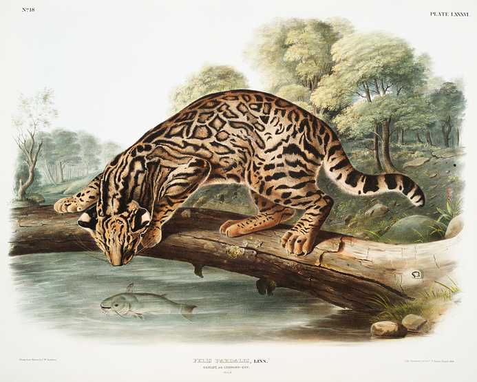 Ocelot or Leopard-Cat (Felis pardalis) from the viviparous quadrupeds of North America (1845) illustrated by John Woodhouse Audubon (1812-1862) Ocelot or Leopard-Cat (Felis pardalis) from the viviparous quadrupeds of North America (1845) illustrated by John Woodhouse…