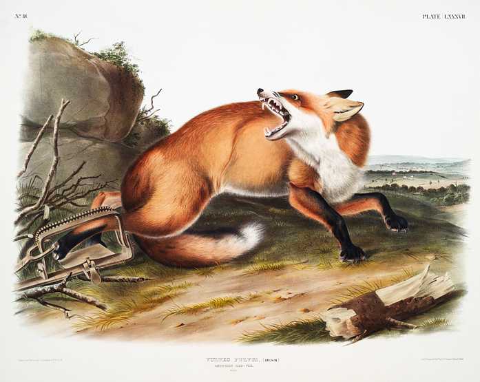American Red-Fox (Vulpes Fulvus) from the viviparous quadrupeds of North America (1845) illustrated by John Woodhouse Audubon (1812-1862) American Red-Fox (Vulpes Fulvus) from the viviparous quadrupeds of North America (1845) illustrated by John Woodhouse Audubon…