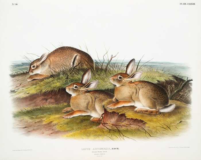 Warm Wood Hare (Lepus artemesia) from the viviparous quadrupeds of North America (1845) illustrated by John Woodhouse Audubon (1812-1862) Warm Wood Hare (Lepus artemesia) from the viviparous quadrupeds of North America (1845) illustrated by John Woodhouse Audubon…