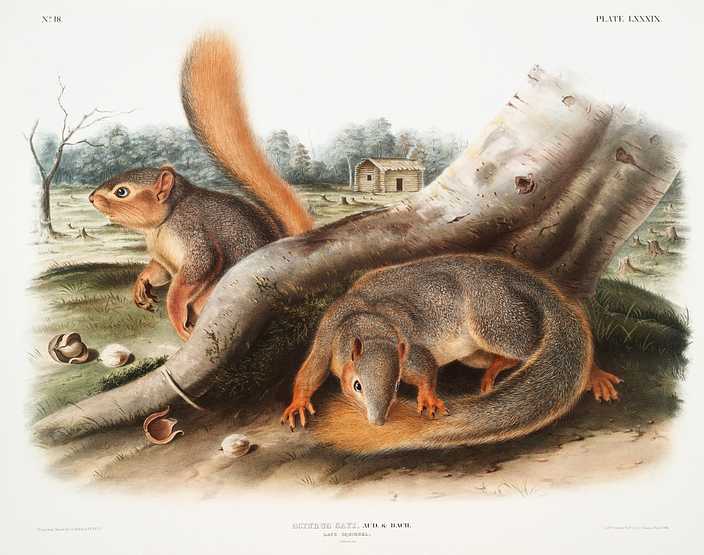 Say's Squirrel (Sciurus Sayi) from the viviparous quadrupeds of North America (1845) illustrated by John Woodhouse Audubon (1812-1862) Say's Squirrel (Sciurus Sayi) from the viviparous quadrupeds of North America (1845) illustrated by John Woodhouse Audubon…