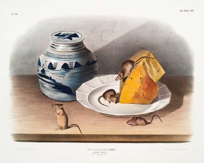 Mouse (Mus-musculus) from the viviparous quadrupeds of North America (1845) illustrated by John Woodhouse Audubon (1812-1862) Mouse (Mus-musculus) from the viviparous quadrupeds of North America (1845) illustrated by John Woodhouse Audubon (1812-1862)…
