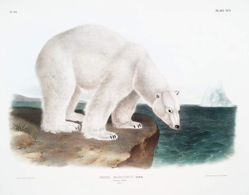 Polar Bear (Ursus maritimus) from the viviparous quadrupeds of North America (1845) illustrated by John Woodhouse Audubon (1812-1862). Original from The New York Public Library. Digitally enhanced by rawpixel. Polar Bear (Ursus maritimus) from the viviparous quadrupeds of North America (1845) illustrated by John Woodhouse Audubon…