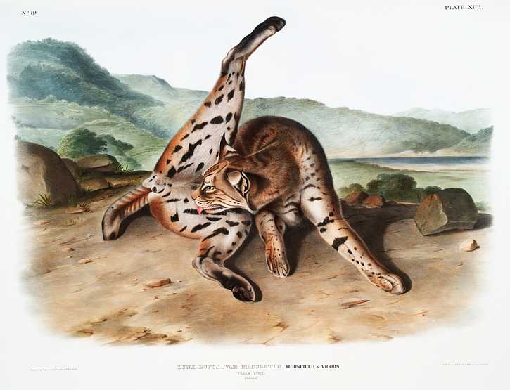 Texan Lynx (Lynx rufus var. maculatus) from the viviparous quadrupeds of North America (1845) illustrated by John Woodhouse Audubon (1812-1862) Texan Lynx (Lynx rufus var. maculatus) from the viviparous quadrupeds of North America (1845) illustrated by John Woodhouse…