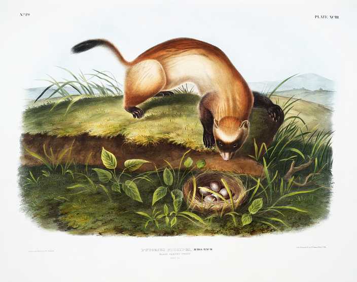 Black-footed Ferret (Putorius nigripes) from the viviparous quadrupeds of North America (1845) illustrated by John Woodhouse Audubon (1812-1862) Black-footed Ferret (Putorius nigripes) from the viviparous quadrupeds of North America (1845) illustrated by John Woodhouse…