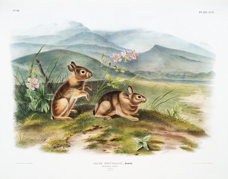Nuttall's Hare (Lepus nuttallii) from the viviparous quadrupeds of North America (1845) illustrated by John Woodhouse Audubon (1812-1862). Original from The New York Public Library. Digitally enhanced by rawpixel. Nuttall's Hare (Lepus nuttallii) from the viviparous quadrupeds of North America (1845) illustrated by John Woodhouse Audubon…
