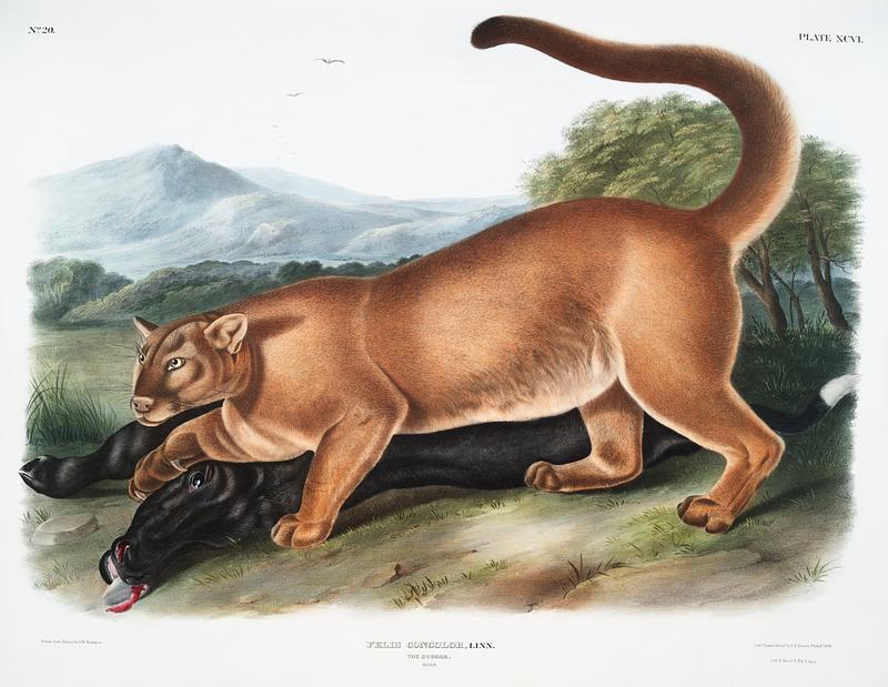 Cougar (Felis concolor) from the viviparous quadrupeds of North America (1845) illustrated by John Woodhouse Audubon (1812-1862). Original from The New York Public Library. Digitally enhanced by rawpixel. Cougar (Felis concolor) from the viviparous quadrupeds of North America (1845) illustrated by John Woodhouse Audubon (1812…