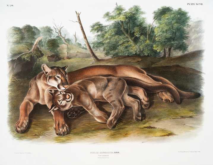 Cougar (Felis concolor) from the viviparous quadrupeds of North America (1845) illustrated by John Woodhouse Audubon (1812-1862) Cougar (Felis concolor) from the viviparous quadrupeds of North America (1845) illustrated by John Woodhouse Audubon (1812…