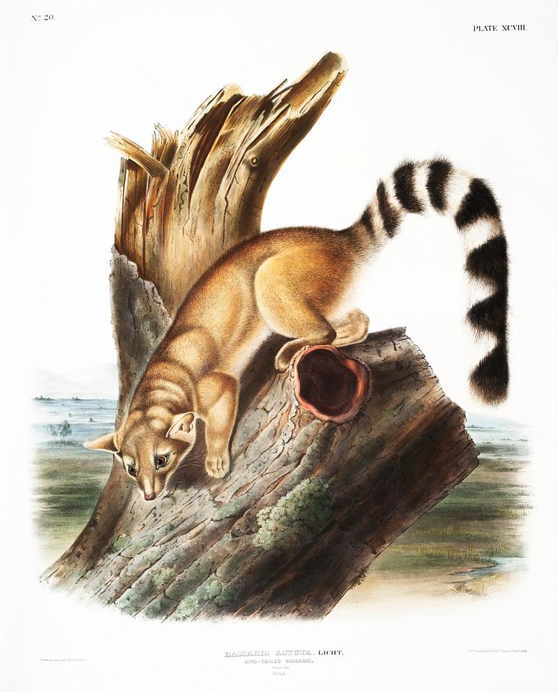 Ring-tailed Bassaris (Bassaris astuta) from the viviparous quadrupeds of North America (1845) illustrated by John Woodhouse Audubon (1812-1862). Original from The New York Public Library. Digitally enhanced by rawpixel. Ring-tailed Bassaris (Bassaris astuta) from the viviparous quadrupeds of North America (1845) illustrated by John Woodhouse…