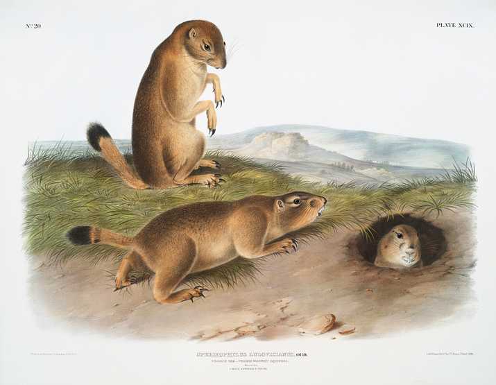 Prairie Dog or Prairie marmot squirrel (Spermophilus ludovicianus) from the viviparous quadrupeds of North America (1845) illustrated by John Woodhouse Audubon (1812-1862) Prairie Dog or Prairie marmot squirrel (Spermophilus ludovicianus) from the viviparous quadrupeds of North America (1845)…