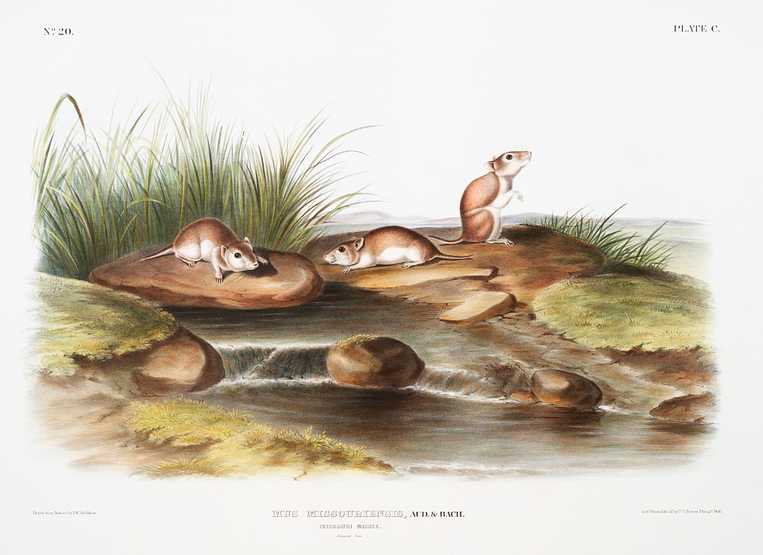 Missouri Mouse (Mus missouriensis) from the viviparous quadrupeds of North America (1845) illustrated by John Woodhouse Audubon (1812-1862) Missouri Mouse (Mus missouriensis) from the viviparous quadrupeds of North America (1845) illustrated by John Woodhouse…