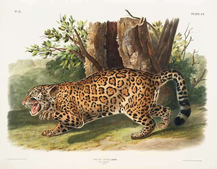 Jaguar (Felis onca) from the viviparous quadrupeds of North America (1845) illustrated by John Woodhouse Audubon (1812-1862) Jaguar (Felis onca) from the viviparous quadrupeds of North America (1845) illustrated by John Woodhouse Audubon (1812-1862) …