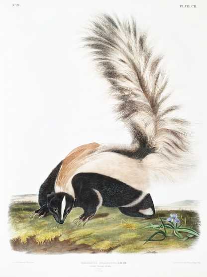 Large-tailed Skunk (Mephitis macroura) from the viviparous quadrupeds of North America (1845) illustrated by John Woodhouse Audubon (1812-1862) Large-tailed Skunk (Mephitis macroura) from the viviparous quadrupeds of North America (1845) illustrated by John Woodhouse…