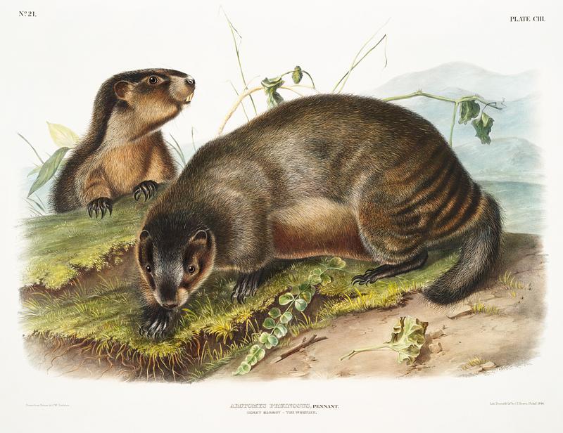Hoary Marmot (Arctomys pruinosus) from the viviparous quadrupeds of North America (1845) illustrated by John Woodhouse Audubon (1812-1862). Original from The New York Public Library. Digitally enhanced by rawpixel. Hoary Marmot (Arctomys pruinosus) from the viviparous quadrupeds of North America (1845) illustrated by John Woodhouse…