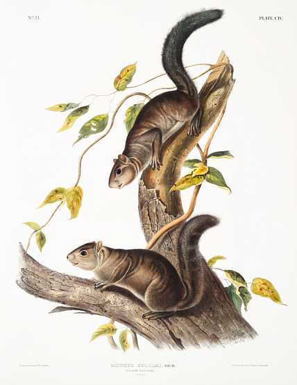 Collies Squirrel (Sciurus colliaei) from the viviparous quadrupeds of North America (1845) illustrated by John Woodhouse Audubon (1812-1862) Collies Squirrel (Sciurus colliaei) from the viviparous quadrupeds of North America (1845) illustrated by John Woodhouse…