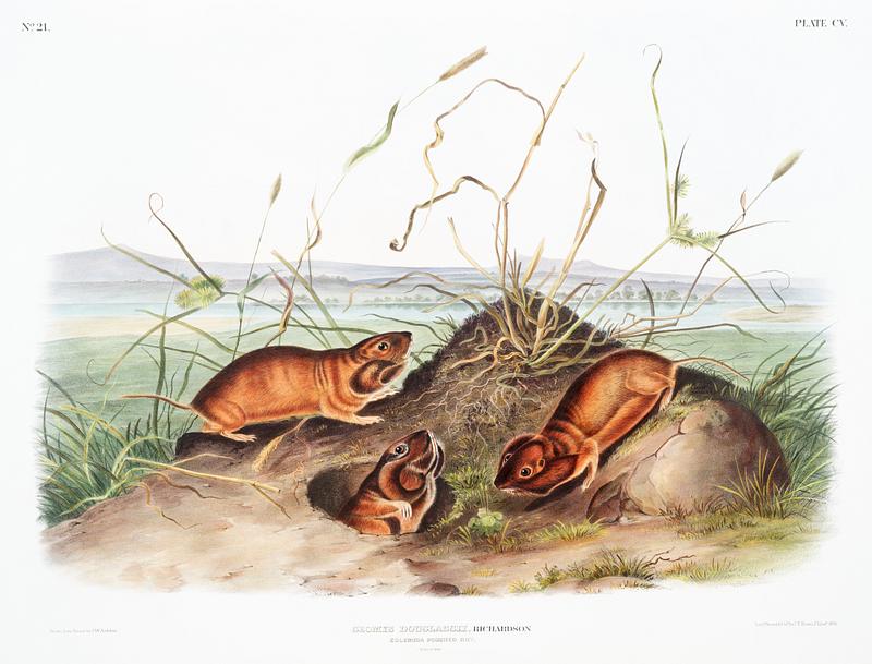 Columbia Pouched Rat (Geomys douglassii) from the viviparous quadrupeds of North America (1845) illustrated by John Woodhouse Audubon (1812-1862). Original from The New York Public Library. Digitally enhanced by rawpixel. Columbia Pouched Rat (Geomys douglassii) from the viviparous quadrupeds of North America (1845) illustrated by John Woodhouse…