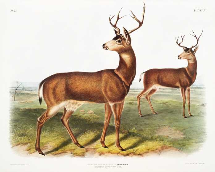 Columbian Black-tailed Deer (Cervus Richardsonii) from the viviparous quadrupeds of North America (1845) illustrated by John Woodhouse Audubon (1812-1862) Columbian Black-tailed Deer (Cervus Richardsonii) from the viviparous quadrupeds of North America (1845) illustrated by John…
